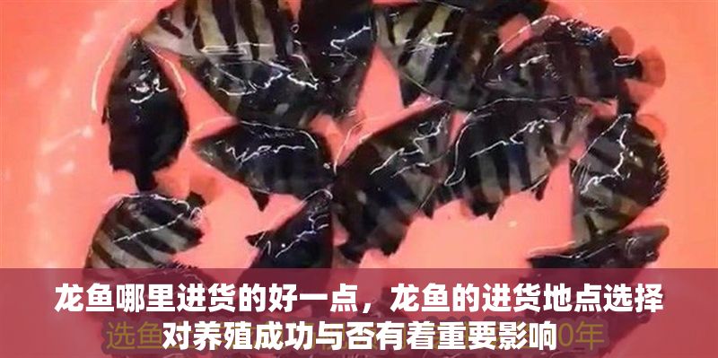 龍魚哪里進貨的好一點，龍魚的進貨地點選擇對養殖成功與否有著重要影響