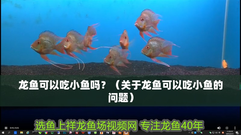 龍魚可以吃小魚嗎？（關于龍魚可以吃小魚的問題）