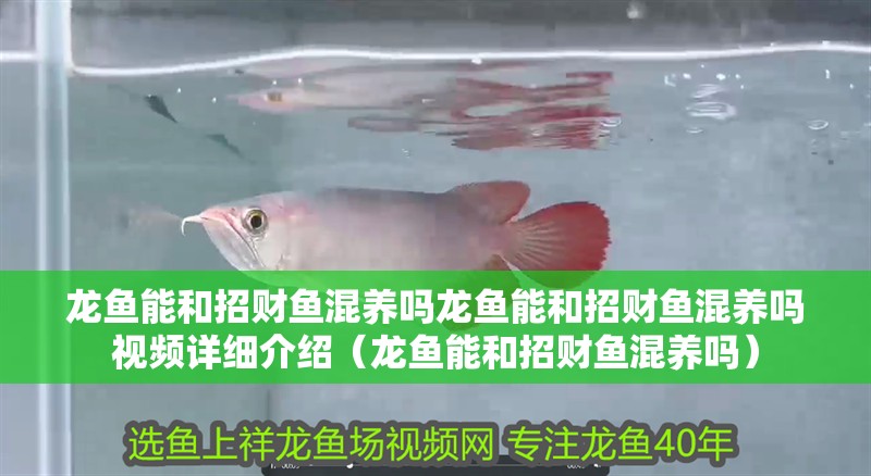 龍魚能和招財魚混養嗎龍魚能和招財魚混養嗎視頻詳細介紹（龍魚能和招財魚混養嗎）