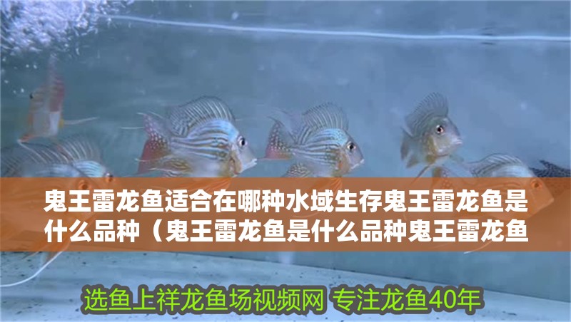 鬼王雷龍魚適合在哪種水域生存鬼王雷龍魚是什么品種（鬼王雷龍魚是什么品種鬼王雷龍魚適合在哪種水域生存）