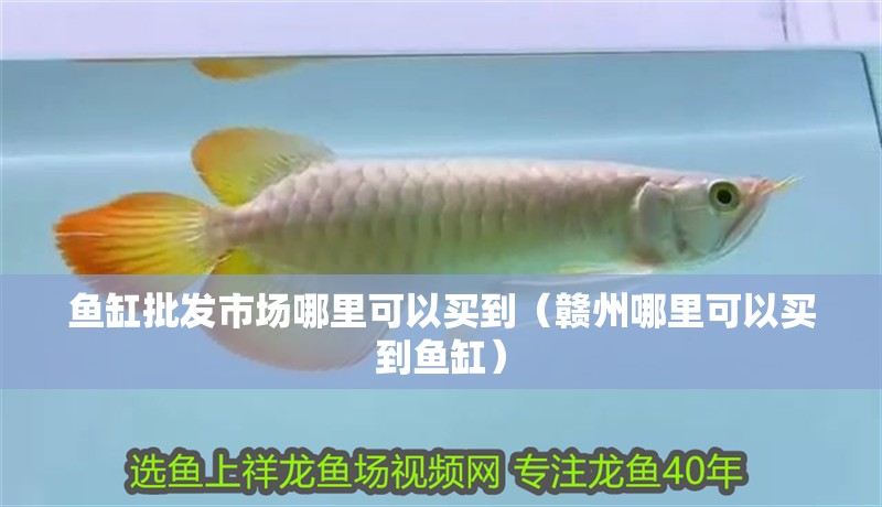 魚缸批發市場哪里可以買到（贛州哪里可以買到魚缸）