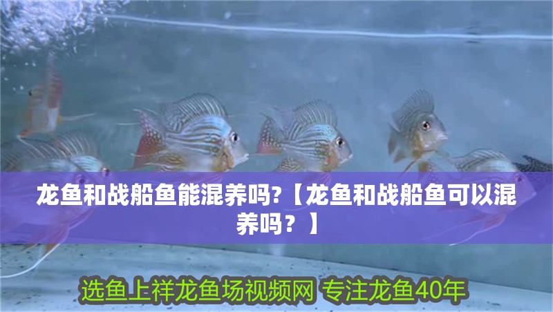龍魚(yú)和戰(zhàn)船魚(yú)能混養(yǎng)嗎?【龍魚(yú)和戰(zhàn)船魚(yú)可以混養(yǎng)嗎？】
