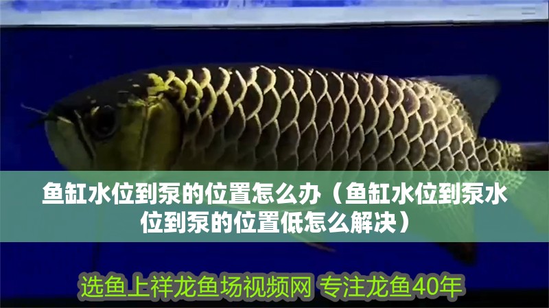 魚缸水位到泵的位置怎么辦（魚缸水位到泵水位到泵的位置低怎么解決）