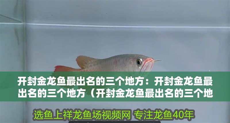 開封金龍魚最出名的三個地方：開封金龍魚最出名的三個地方（開封金龍魚最出名的三個地方有哪些？）