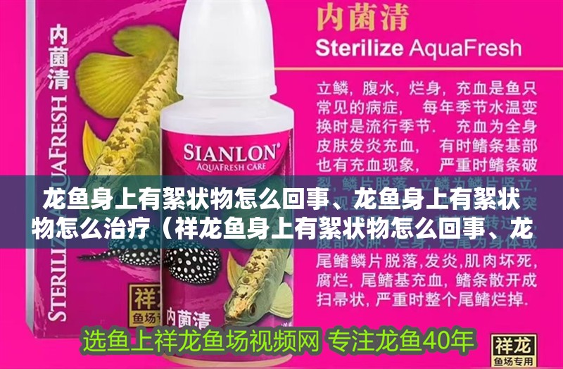 龍魚身上有絮狀物怎么回事、龍魚身上有絮狀物怎么治療（祥龍魚身上有絮狀物怎么回事、龍魚身上有絮狀物怎么回事）