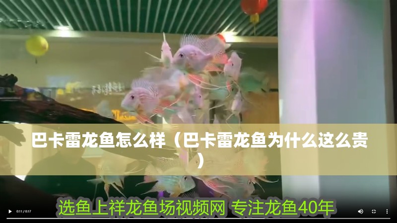 巴卡雷龍魚(yú)怎么樣（巴卡雷龍魚(yú)為什么這么貴）