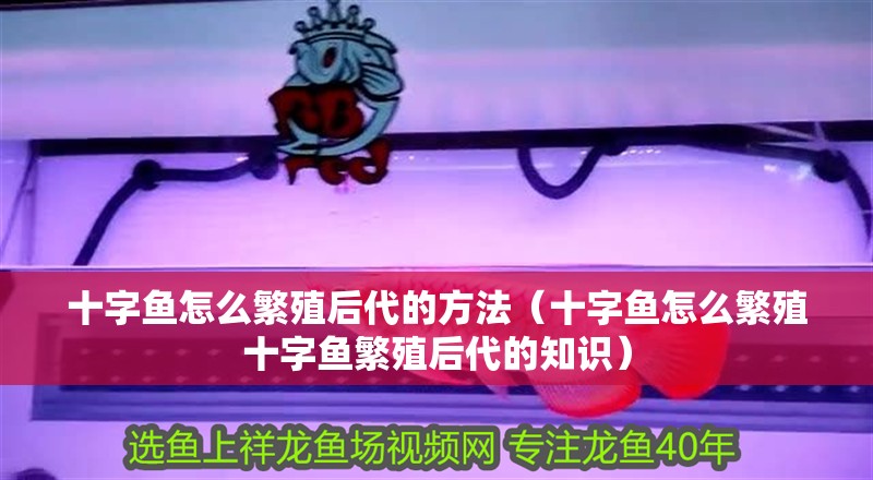 十字魚怎么繁殖后代的方法（十字魚怎么繁殖十字魚繁殖后代的知識）