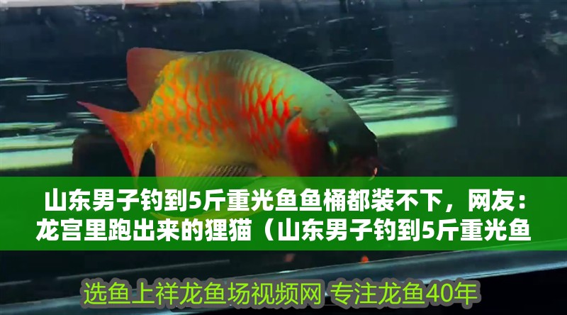 山東男子釣到5斤重光魚魚桶都裝不下，網(wǎng)友：龍宮里跑出來的貍貓（山東男子釣到5斤重光魚魚桶裝不下，網(wǎng)友：龍宮里跑出來的貍貓）