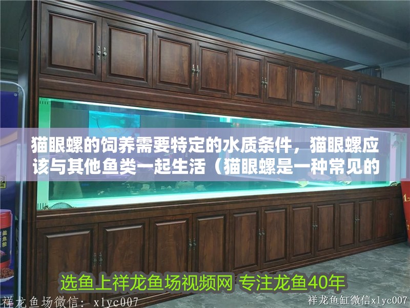 貓眼螺的飼養需要特定的水質條件，貓眼螺應該與其他魚類一起生活（貓眼螺是一種常見的海水魚，以其獨特的眼睛形狀而聞名）