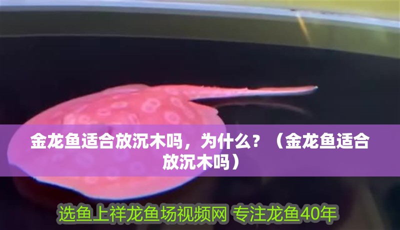 金龍魚適合放沉木嗎，為什么？（金龍魚適合放沉木嗎）