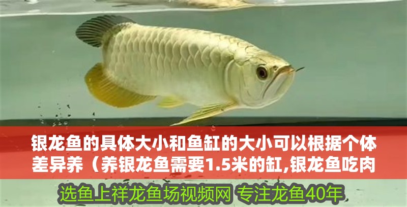 銀龍魚的具體大小和魚缸的大小可以根據個體差異養（養銀龍魚需要1.5米的缸,銀龍魚吃肉和魚，養最多4條）