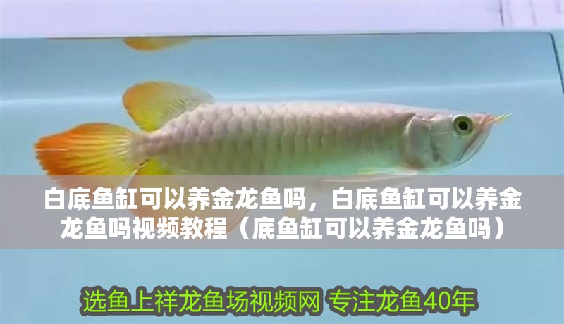 白底魚缸可以養(yǎng)金龍魚嗎，白底魚缸可以養(yǎng)金龍魚嗎視頻教程（底魚缸可以養(yǎng)金龍魚嗎）