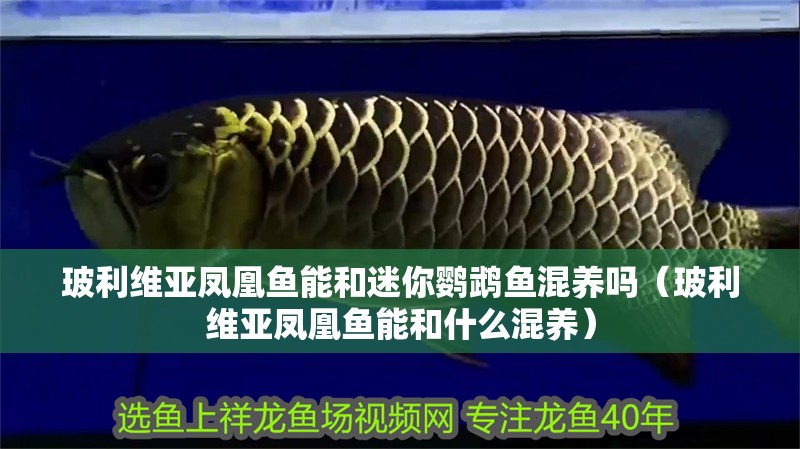 玻利維亞鳳凰魚能和迷你鸚鵡魚混養嗎（玻利維亞鳳凰魚能和什么混養）