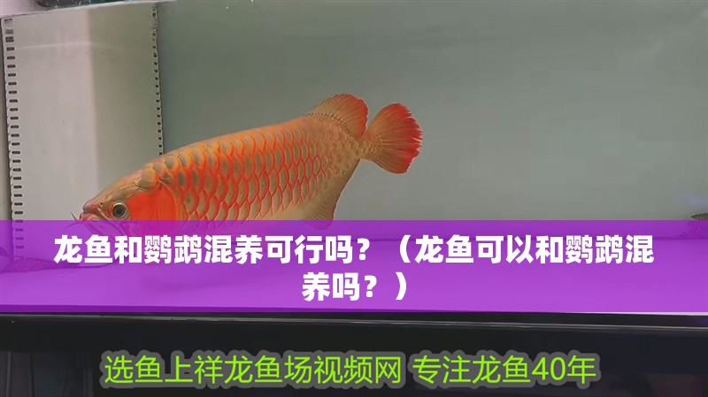龍魚和鸚鵡混養可行嗎？（龍魚可以和鸚鵡混養嗎？）