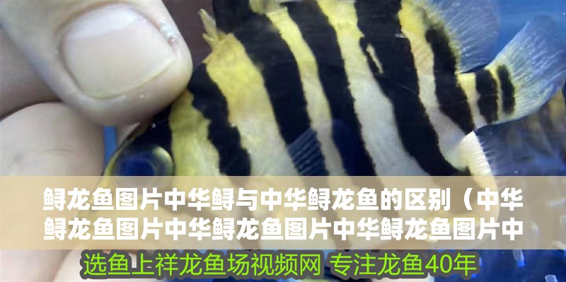 鱘龍魚圖片中華鱘與中華鱘龍魚的區別（中華鱘龍魚圖片中華鱘龍魚圖片中華鱘龍魚圖片中華鱘）