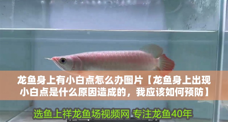 龍魚身上有小白點怎么辦圖片【龍魚身上出現(xiàn)小白點是什么原因造成的，我應(yīng)該如何預(yù)防】