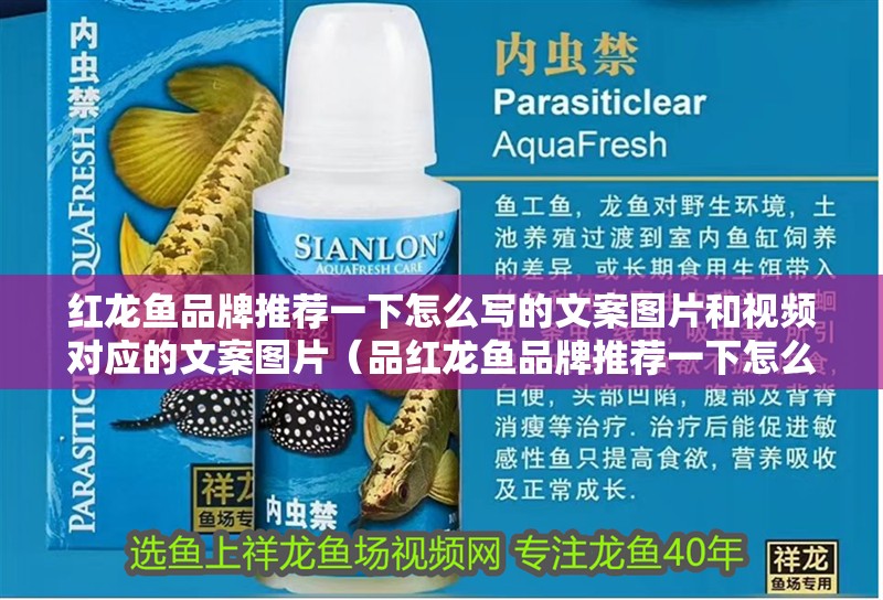 紅龍魚品牌推薦一下怎么寫的文案圖片和視頻對應的文案圖片（品紅龍魚品牌推薦一下怎么寫的文案圖片）
