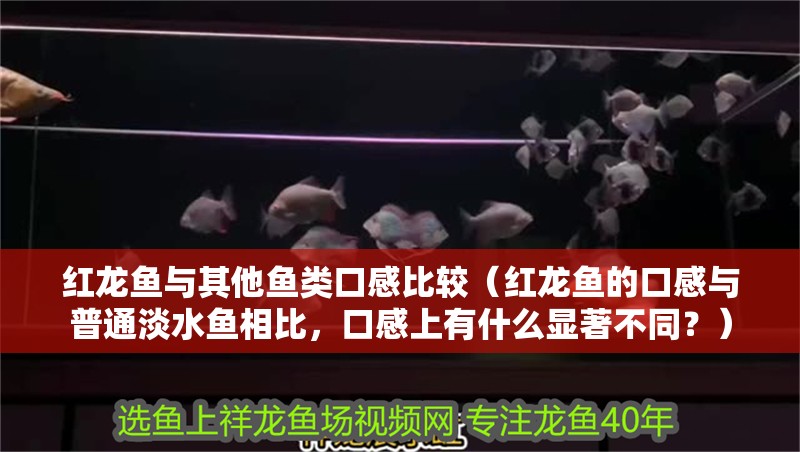 紅龍魚與其他魚類口感比較（紅龍魚的口感與普通淡水魚相比，口感上有什么顯著不同？）