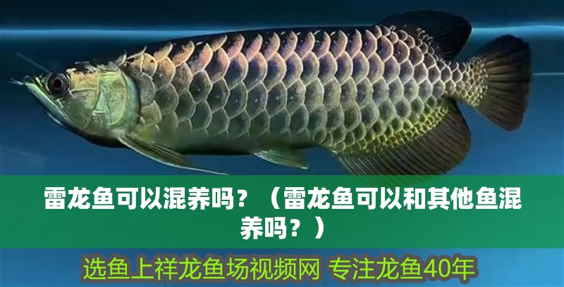 雷龍魚可以混養嗎？（雷龍魚可以和其他魚混養嗎？）