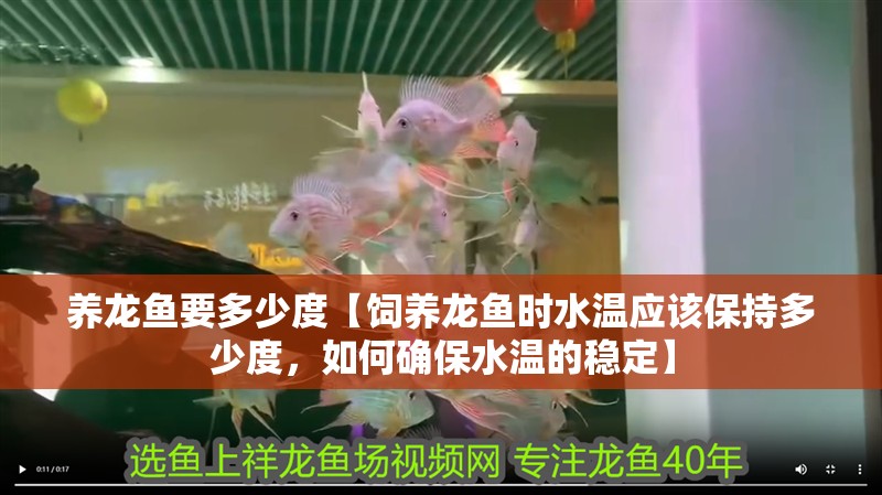 養龍魚要多少度【飼養龍魚時水溫應該保持多少度，如何確保水溫的穩定】