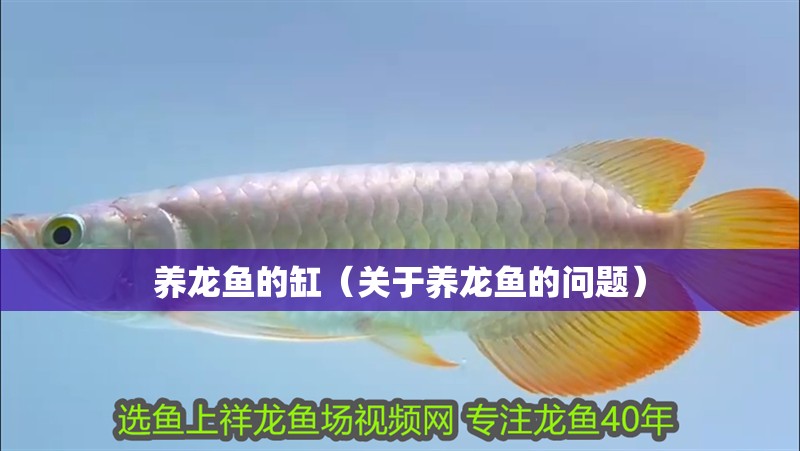 養龍魚的缸（關于養龍魚的問題）