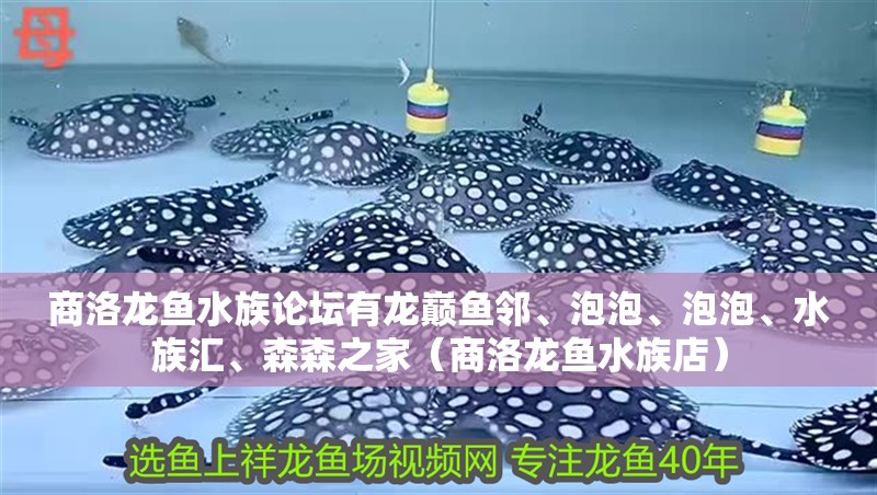 <strong><mark>商洛</mark></strong>龍魚水族論壇有龍巔魚鄰、泡泡、泡泡、水族匯、森森之家（<strong><mark>商洛</mark></strong>龍魚水族店）
