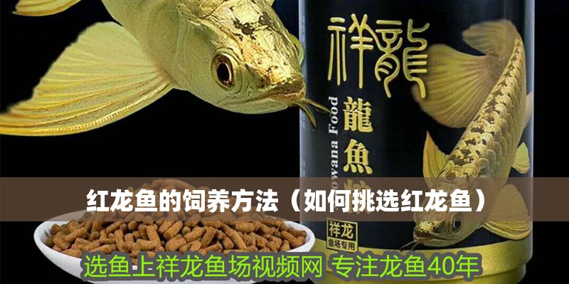 紅龍魚的飼養方法（如何挑選紅龍魚）