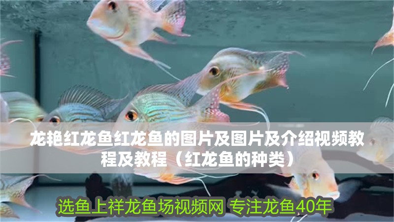 龍艷紅龍魚紅龍魚的圖片及圖片及介紹視頻教程及教程（紅龍魚的種類）