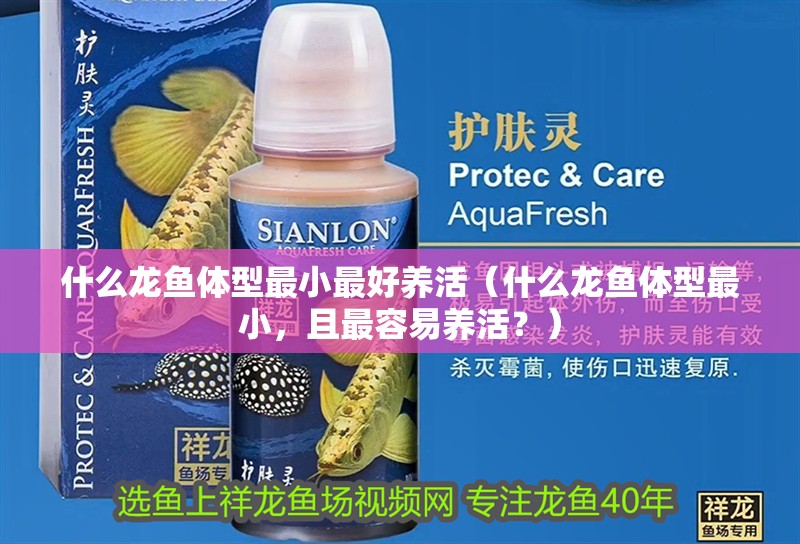 什么龍魚體型最小最好養活（什么龍魚體型最小，且最容易養活？）