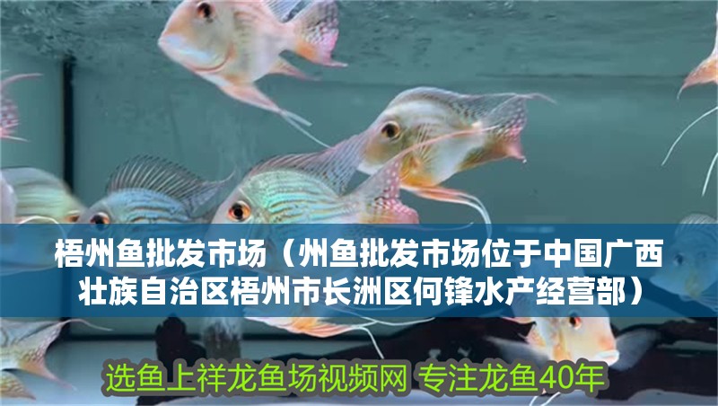 梧州魚批發市場（州魚批發市場位于中國廣西壯族自治區梧州市長洲區何鋒水產經營部）