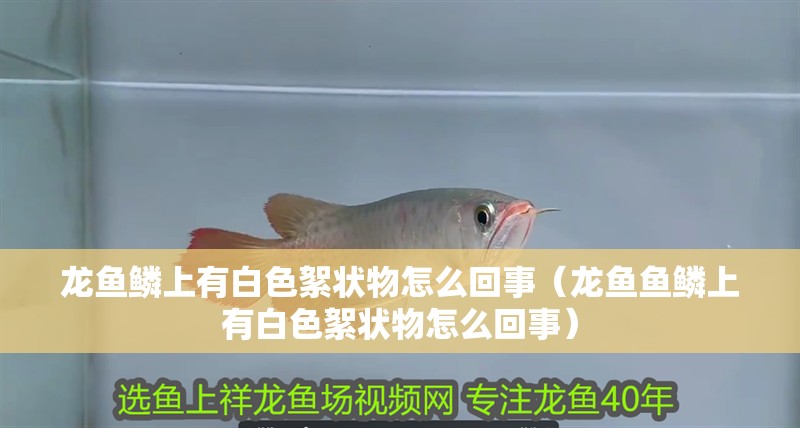龍魚鱗上有白色絮狀物怎么回事（龍魚魚鱗上有白色絮狀物怎么回事）