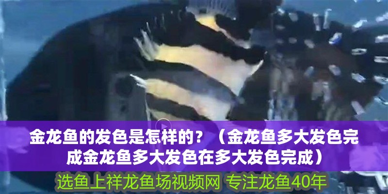 金龍魚的發色是怎樣的？（金龍魚多大發色完成金龍魚多大發色在多大發色完成）