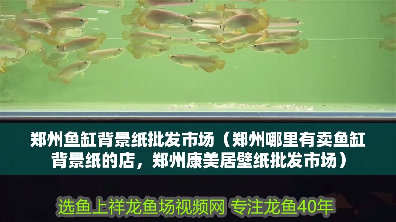 鄭州魚缸背景紙批發市場（鄭州哪里有賣魚缸背景紙的店，鄭州康美居壁紙批發市場）