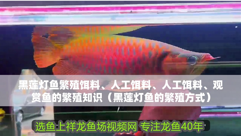 黑蓮燈魚繁殖餌料、人工餌料、人工餌料、觀賞魚的繁殖知識（黑蓮燈魚的繁殖方式）
