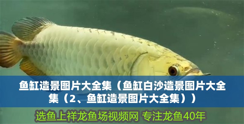 魚缸造景圖片大全集（魚缸<strong><mark>白沙</mark></strong>造景圖片大全集（2、魚缸造景圖片大全集））