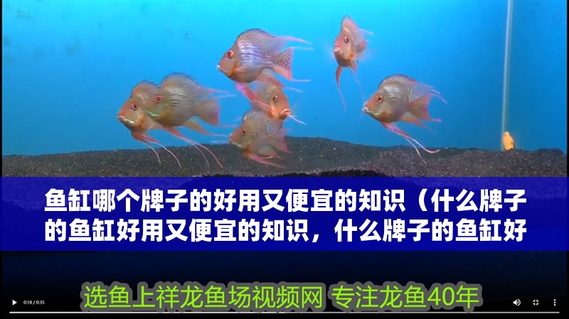 魚缸哪個牌子的好用又便宜的知識（什么牌子的魚缸好用又便宜的知識，什么牌子的魚缸好）