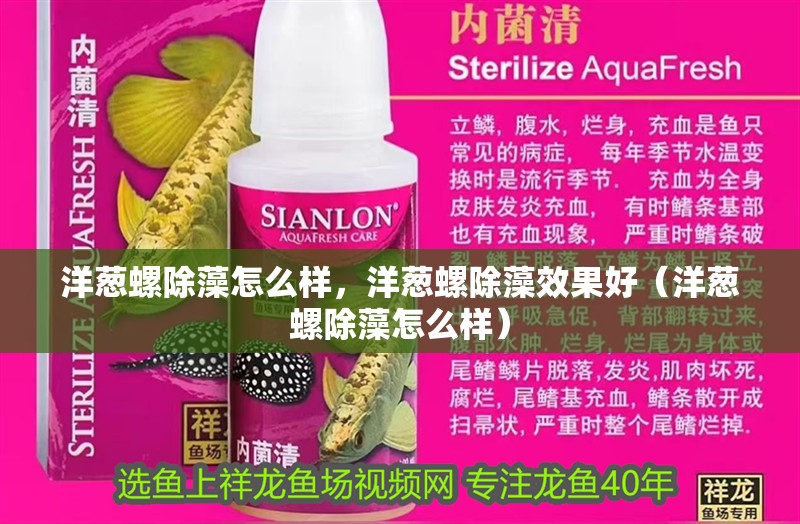 洋蔥螺除藻怎么樣，洋蔥螺除藻效果好（洋蔥螺除藻怎么樣）