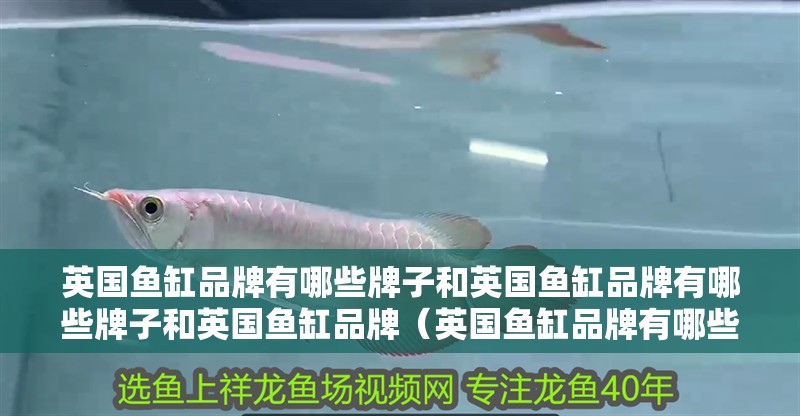 英國魚缸品牌有哪些牌子和英國魚缸品牌有哪些牌子和英國魚缸品牌（英國魚缸品牌有哪些品牌）