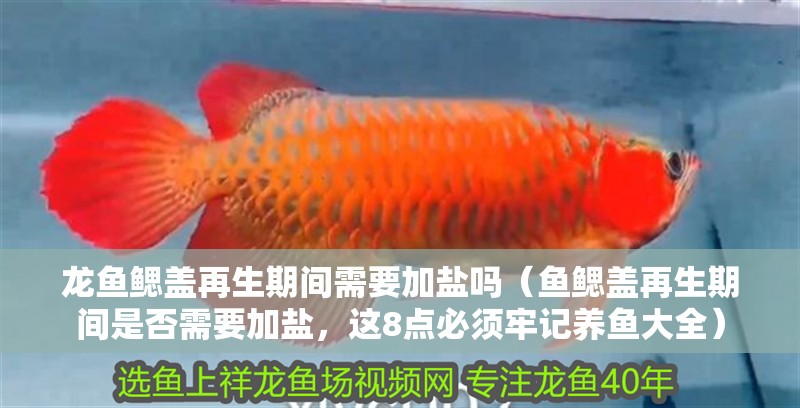 龍魚鰓蓋再生期間需要加鹽嗎（魚鰓蓋再生期間是否需要加鹽，這8點必須牢記養魚大全）