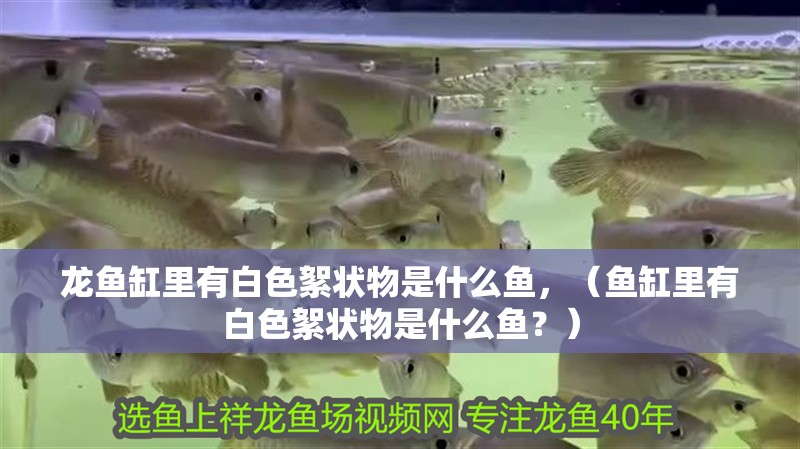 龍魚缸里有白色絮狀物是什么魚，（魚缸里有白色絮狀物是什么魚？）