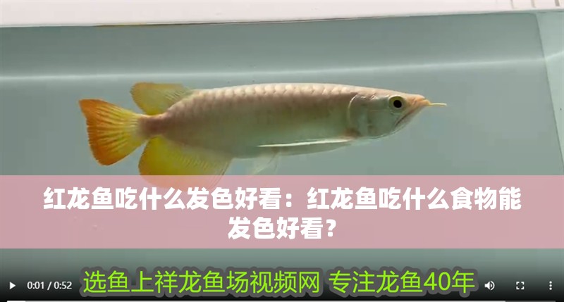 紅龍魚吃什么發(fā)色好看：紅龍魚吃什么食物能發(fā)色好看？