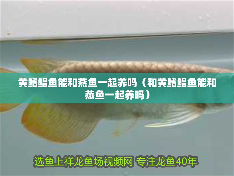 黃鰭鯧魚能和燕魚一起養(yǎng)嗎（和黃鰭鯧魚能和燕魚一起養(yǎng)嗎）