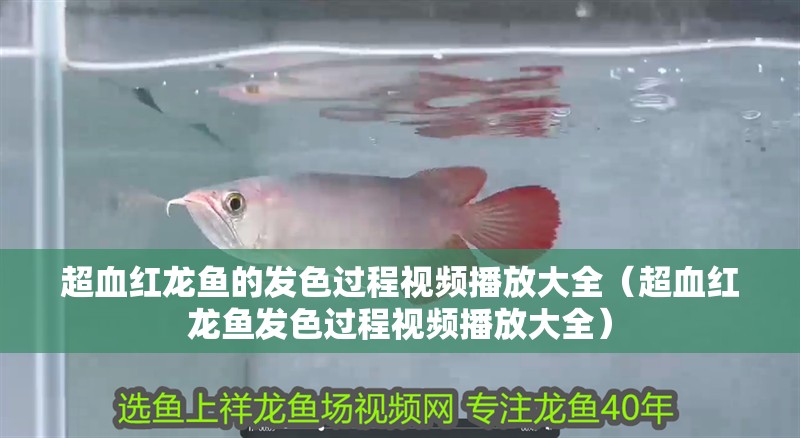 超血紅龍魚的發色過程視頻播放大全（超血紅龍魚發色過程視頻播放大全）