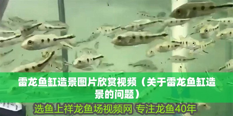 雷龍魚缸造景圖片欣賞視頻（關于雷龍魚缸造景的問題）