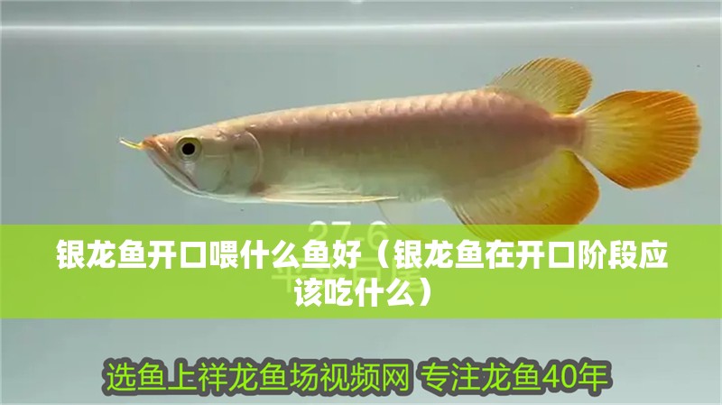 銀龍魚開口喂什么魚好（銀龍魚在開口階段應該吃什么）