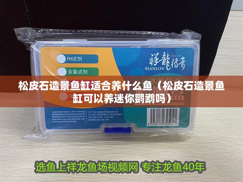 松皮石造景魚缸適合養什么魚（松皮石造景魚缸可以養迷你鸚鵡嗎）