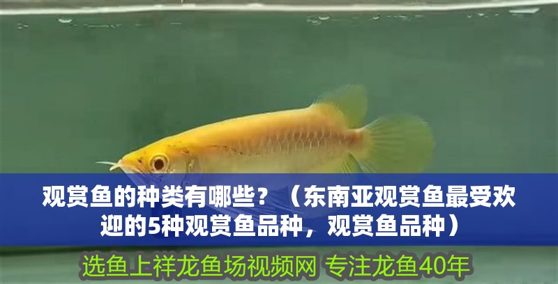 觀賞魚的種類有哪些？（東南亞觀賞魚最受歡迎的5種觀賞魚品種，觀賞魚品種）