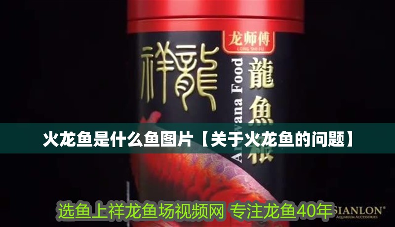 火龍魚是什么魚圖片【關(guān)于火龍魚的問題】