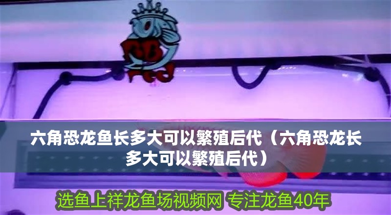 六角恐龍魚長多大可以繁殖后代（六角恐龍長多大可以繁殖后代）