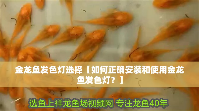 金龍魚發色燈選擇【如何正確安裝和使用金龍魚發色燈？】